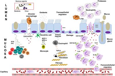 Mechanisms of Virus-Induced Airway Immunity Dysfunction in the Pathogenesis of COPD Disease, Progression, and Exacerbation